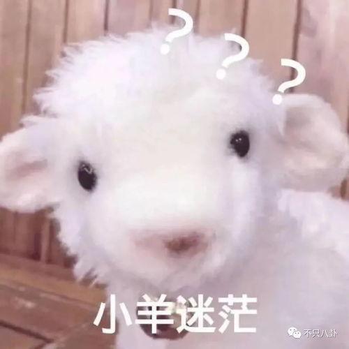 小羊返场爆料视频大全最新,精彩瞬间回顾与独家揭秘